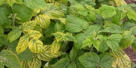 Zašto maline žute u proljeće i šta učiniti